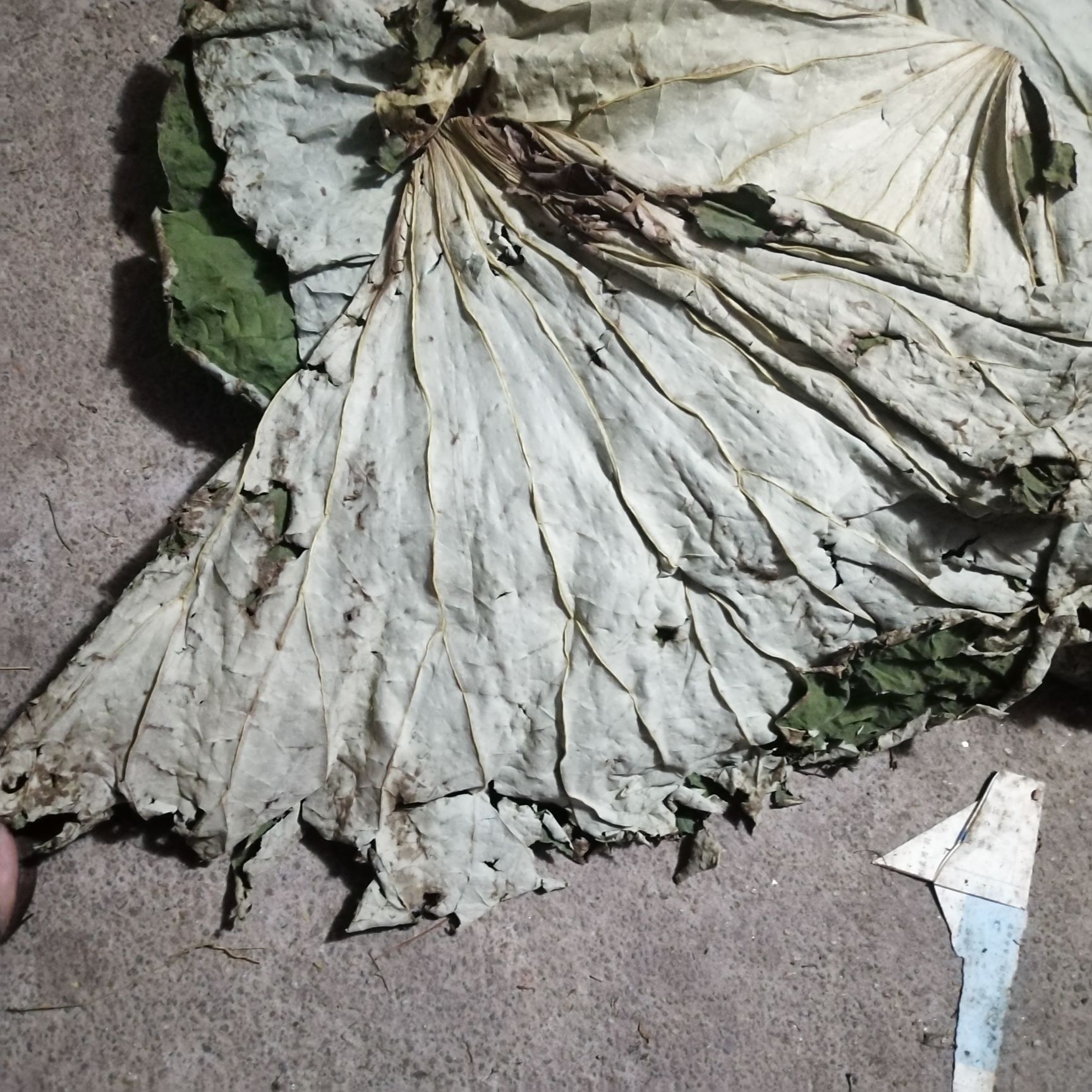 江西高含量荷叶，药材叶，用于药厂，荷叶灰