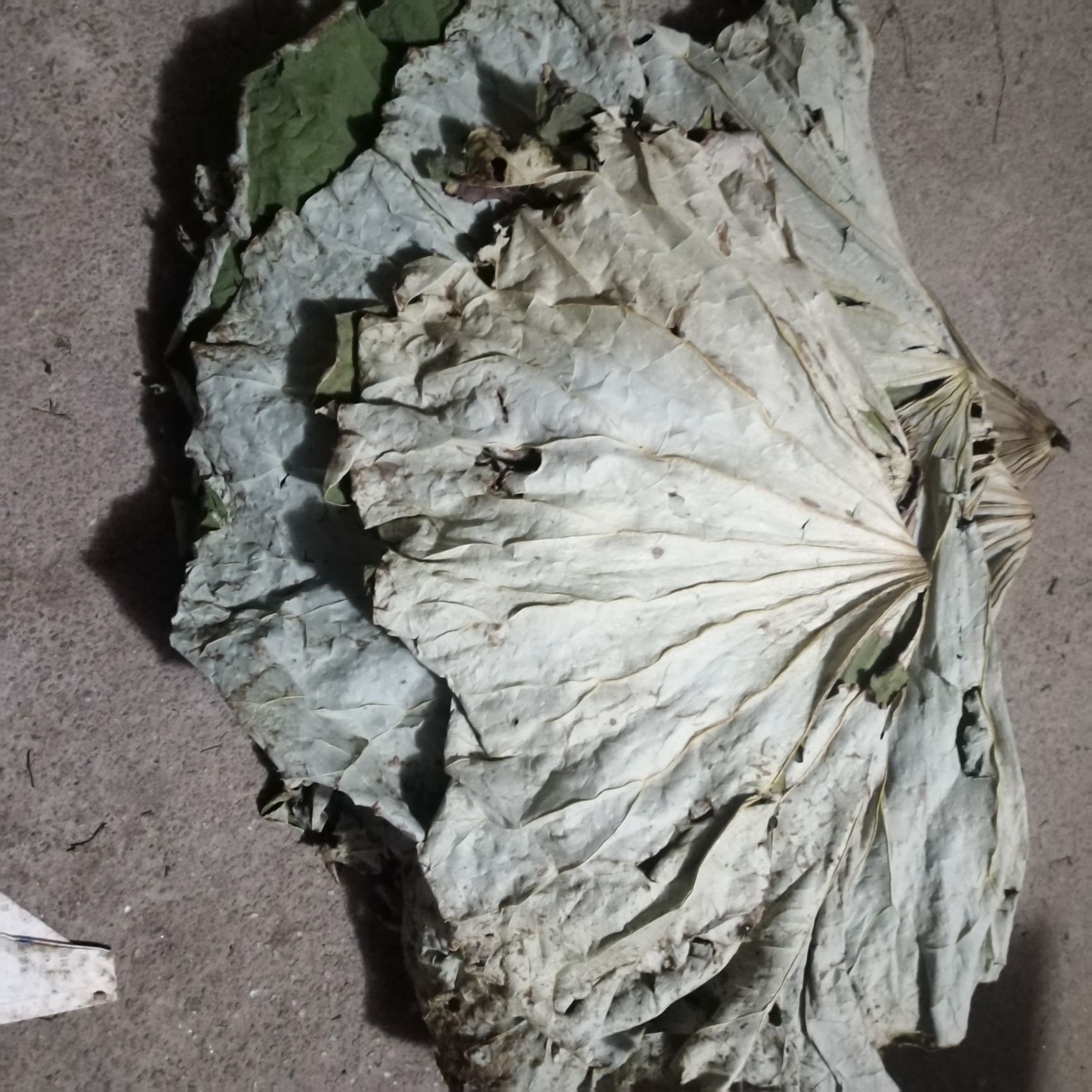 江西高含量荷叶，药材叶，用于药厂，荷叶灰