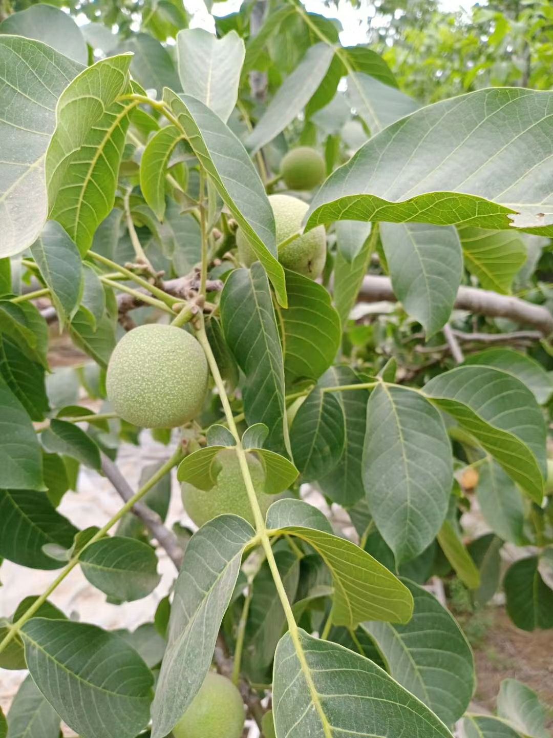  青皮核桃