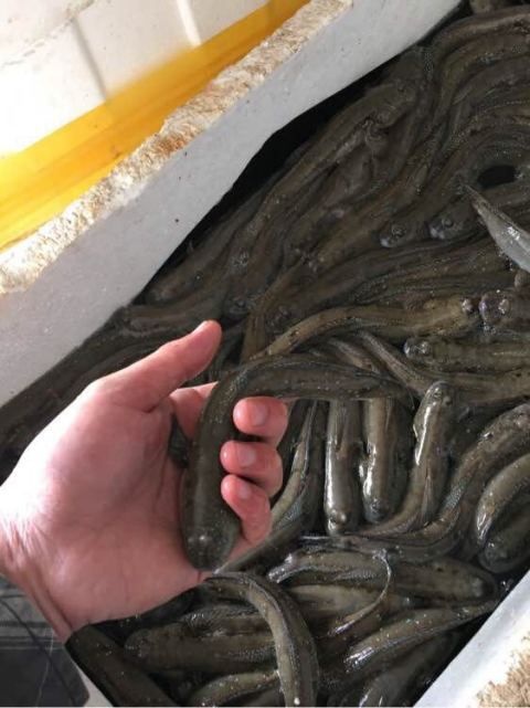  弹涂鱼水产品中的人参