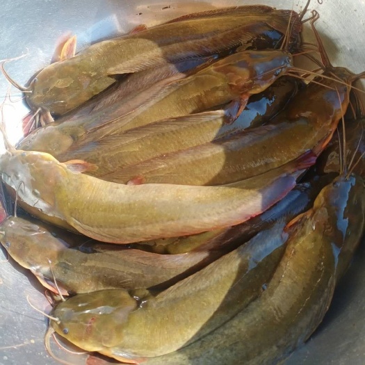 钦州鲶鱼  塘鲺鱼
