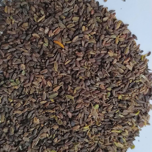 宕昌县银柴胡种子，黑柴胡种子，产新，发芽率高，带批