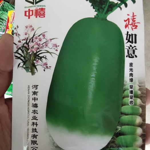 萝卜种子 中禧 绿皮绿肉 8袋/亩