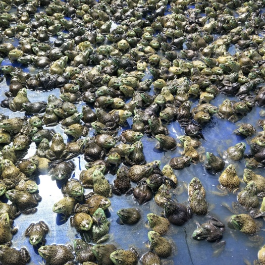 玉林养殖大棚 自己养殖的美味牛蛙，物美价廉，欢迎大家来选购！