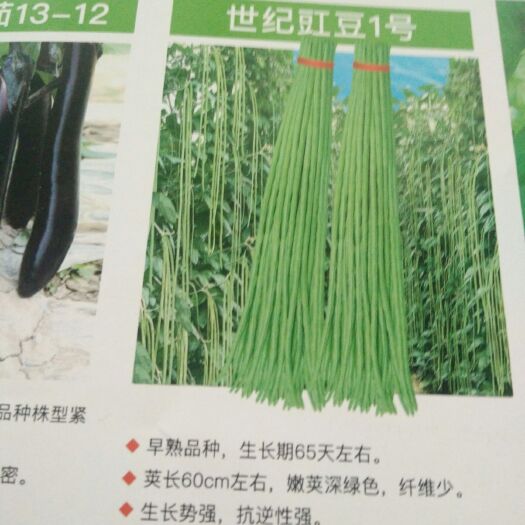 寿光市豇山如画长豆种子 ≥95%