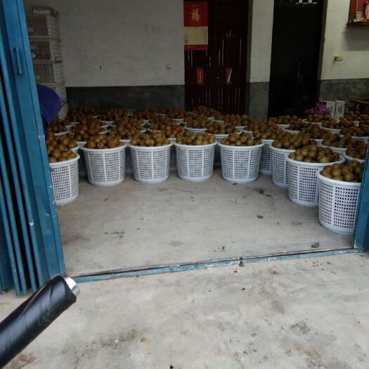 建宁县 建宁县黄花梨诚信代办，品质果型好，口感脆甜多汁无渣