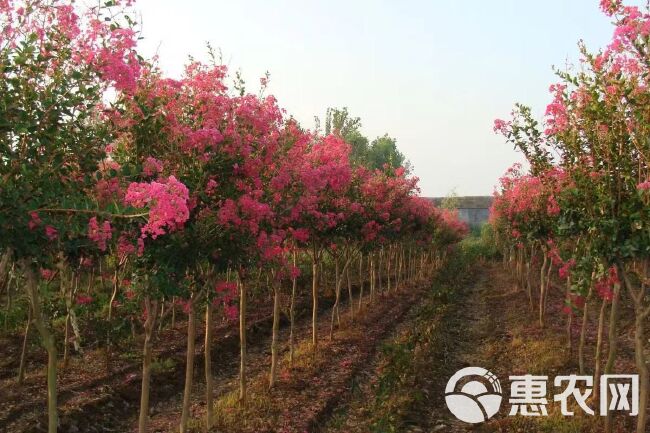 红花紫薇  粉红紫薇树、风景树，绿化树大小规格、易种植易成活