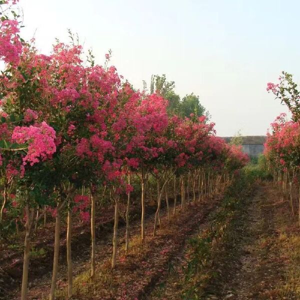 红花紫薇  粉红紫薇树、风景树，绿化树大小规格、易种植易成活