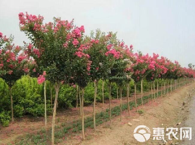 红花紫薇  粉红紫薇树、风景树，绿化树大小规格、易种植易成活