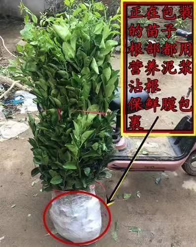苍溪县不知火苗  丑柑苗 优质品种 基地直发，现挖现卖快递包邮