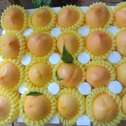 蒙阴县锦绣黄桃  必须好吃