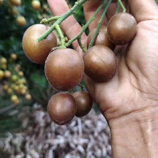 灵山县黑黄皮果苗 广西嫁接鸡心黄皮水晶黄皮黑黄皮贵妃黄皮苗包邮