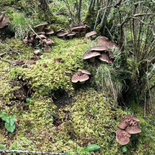 若尔盖县高原新鲜黑掌菌