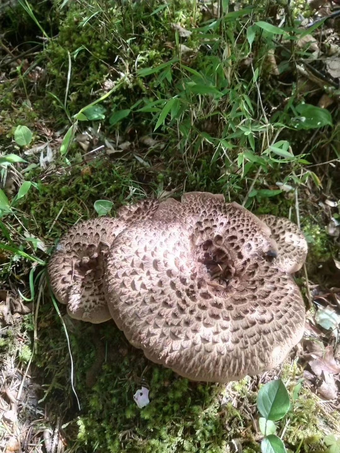 高原新鲜黑掌菌