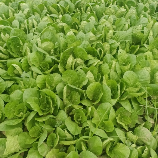 曹县快菜  精品小白菜，（奶白菜），