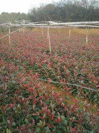  红叶石楠高杆红叶石楠2-10公分大量供应