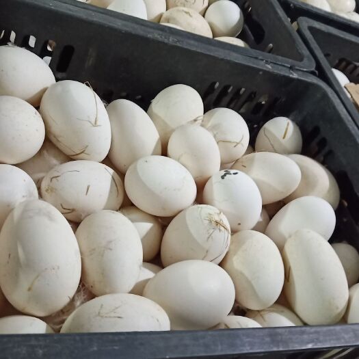 广州黑棕鹅蛋 狮头鹅蛋 初生蛋 大双黄 绿壳鲜鸭蛋 量大从优