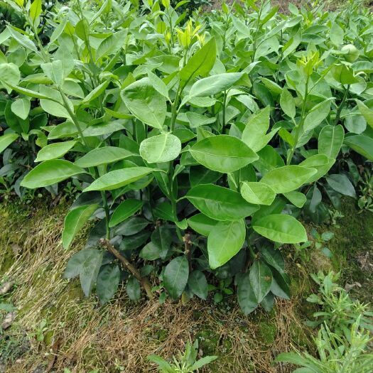 秀山 优质纽荷尔脐橙苗，根繁叶茂，品种纯正，无任何病虫害，