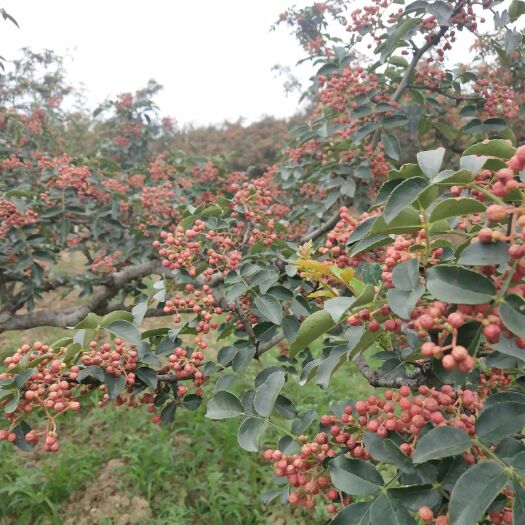 富平县青花椒 陕西富平大红袍