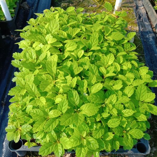 广州黄花风铃木  种苗园林绿化观花乔木