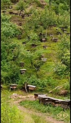 洋县 土蜂蜜，百花蜜。