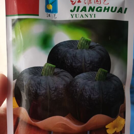 昌乐县 麻子贝贝南瓜种子