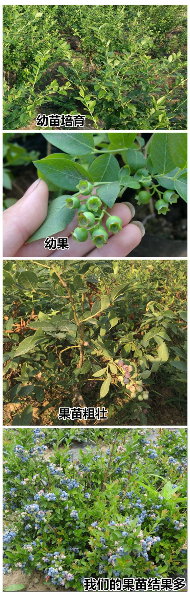 奥尼尔蓝莓苗  蓝莓苗蓝莓树蓝莓盆栽蓝莓果瓶尾神魔小说专科文献