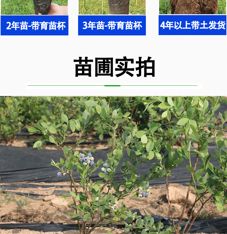 奥尼尔蓝莓苗  蓝莓苗蓝莓树蓝莓盆栽蓝莓果瓶尾神魔小说专科文献