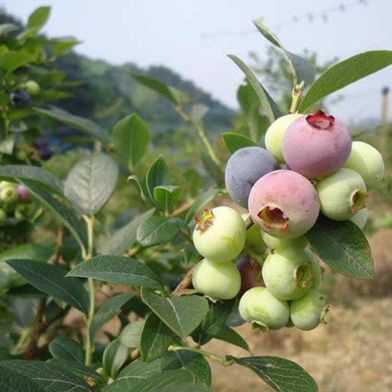 奥尼尔蓝莓苗  蓝莓苗蓝莓树蓝莓盆栽蓝莓果瓶尾神魔小说专科文献