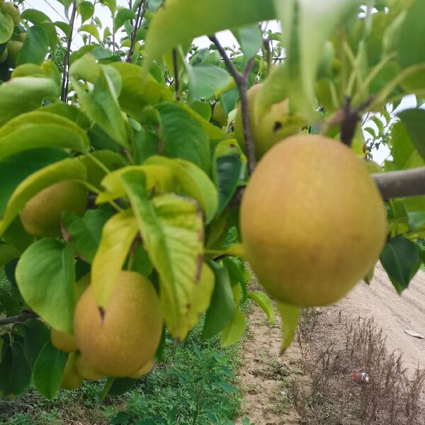  万亩红香酥梨，贡梨基地