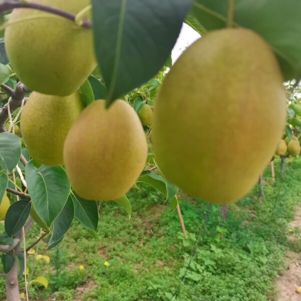  万亩红香酥梨，贡梨基地