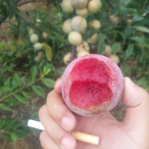 宜城市 大芙蓉李子