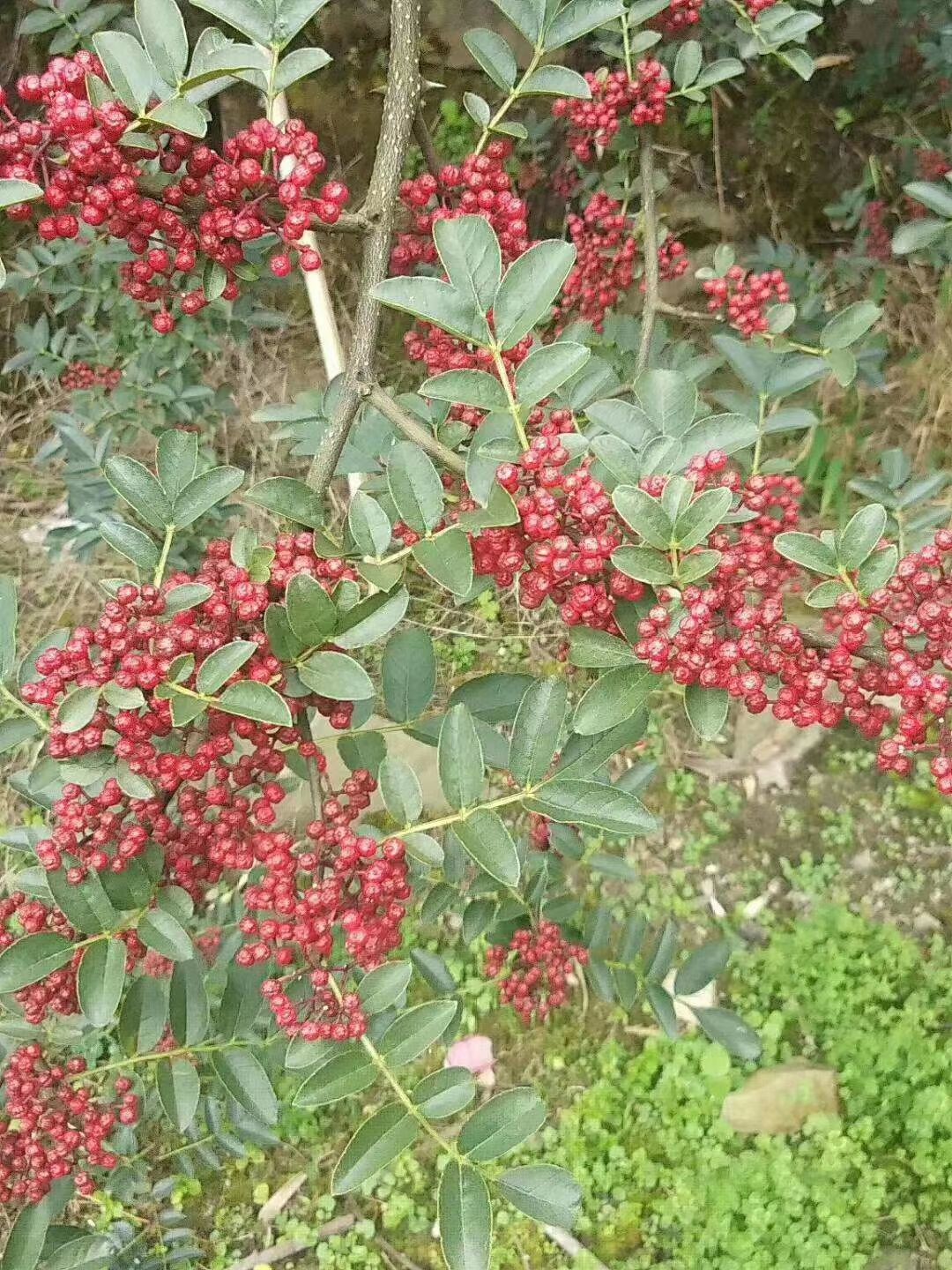 红花椒苗  大红袍花椒苗基地直供产地批发保证品种纯正