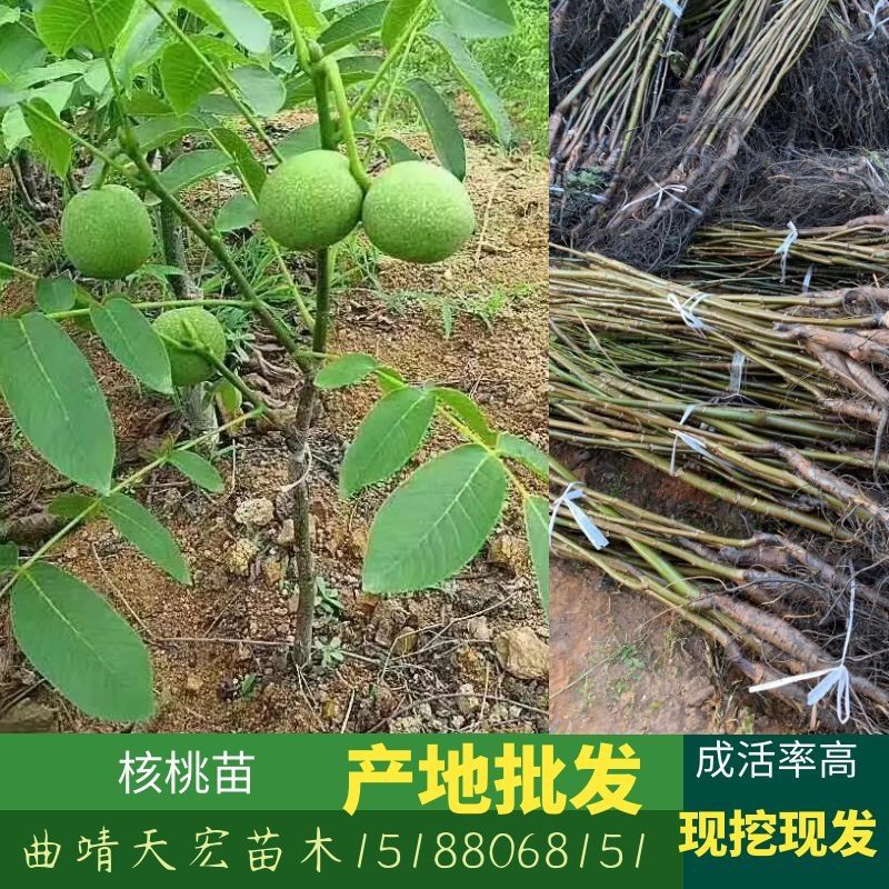 云南薄皮核桃苗基地直供批发