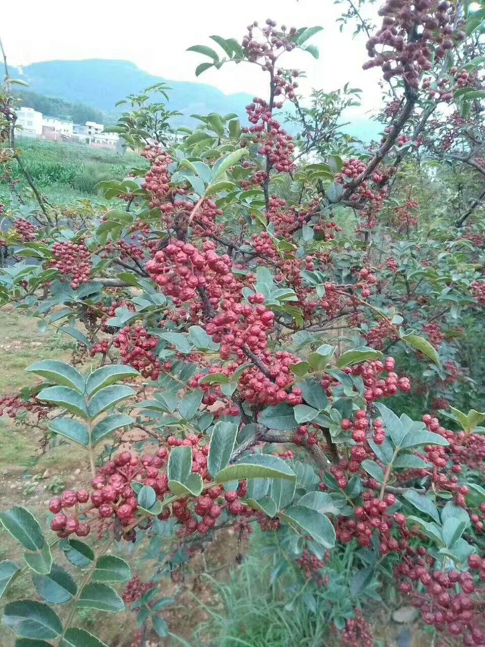 红花椒苗  大红袍花椒苗基地直供产地批发保证品种纯正