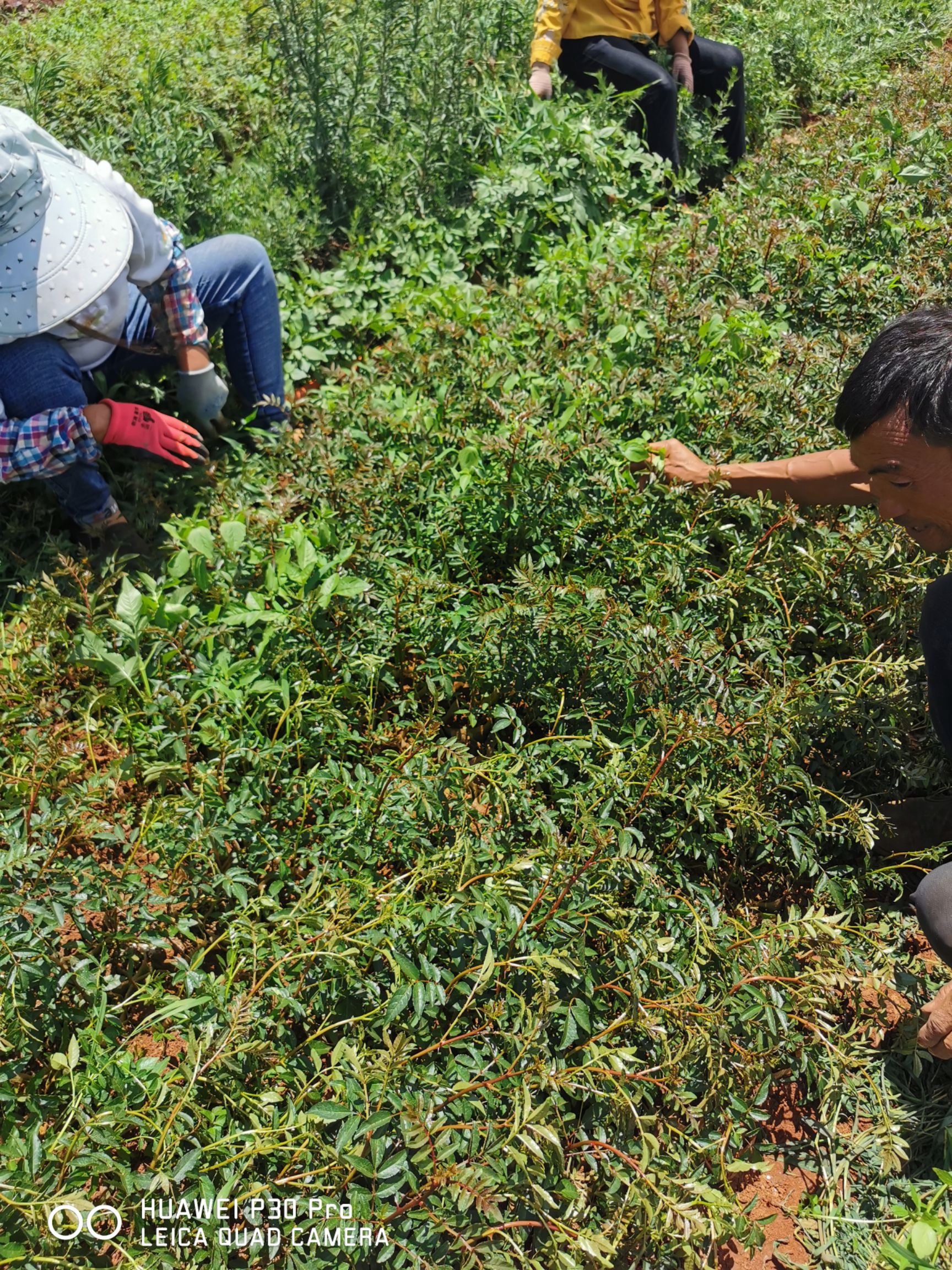 红花椒苗  大红袍花椒苗基地直供产地批发保证品种纯正