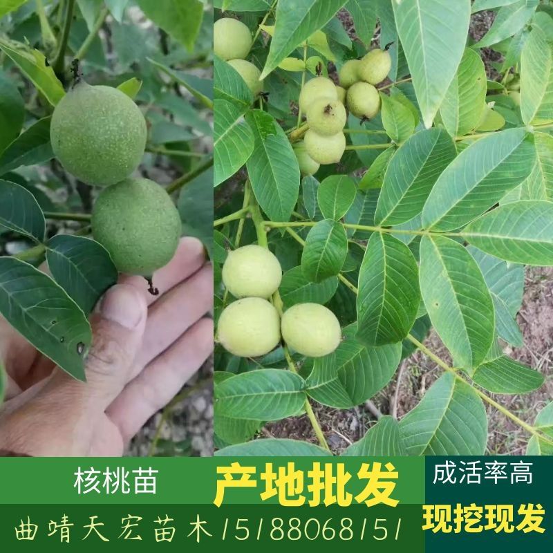 云南薄皮核桃苗基地直供批发