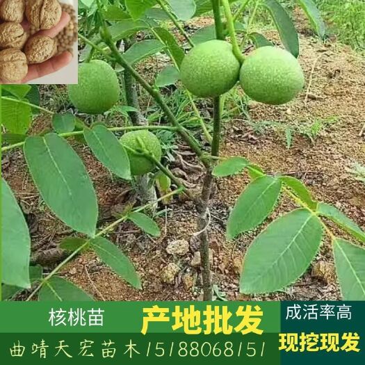 云南薄皮核桃苗基地直供批发