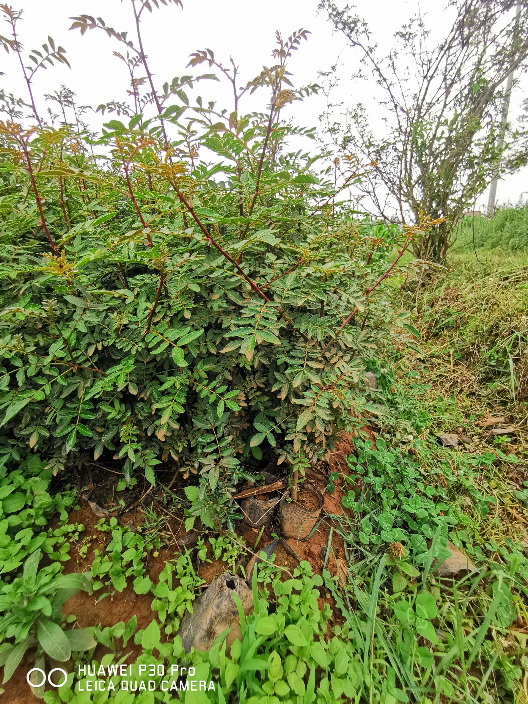 红花椒苗  大红袍花椒苗基地直供产地批发保证品种纯正