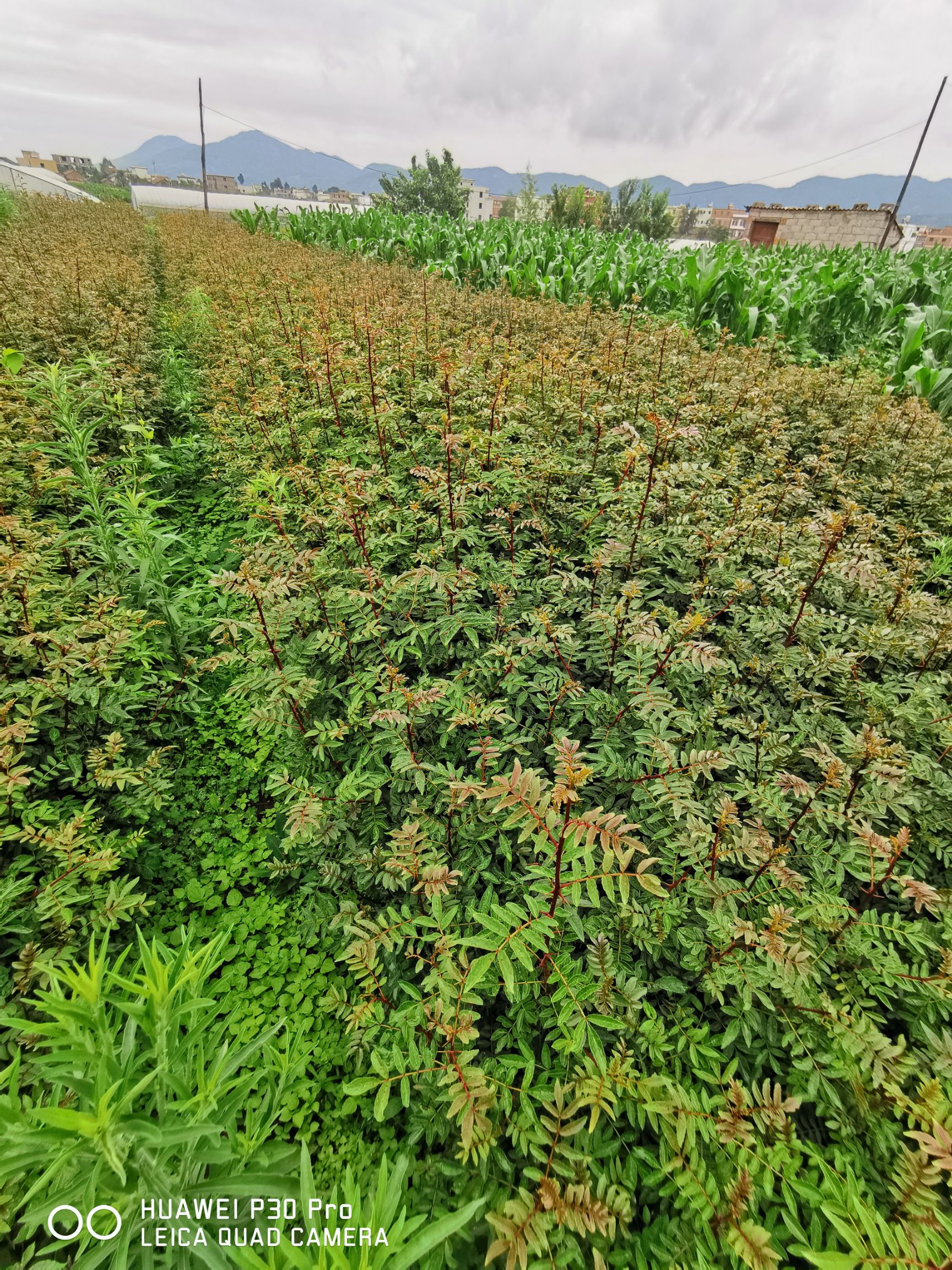 红花椒苗  大红袍花椒苗基地直供产地批发保证品种纯正