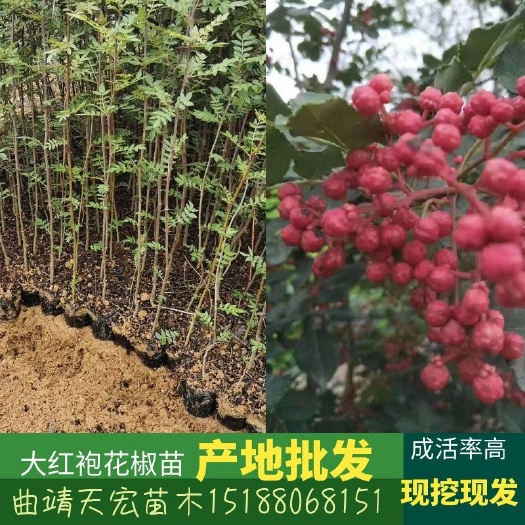 曲靖红花椒苗  大红袍花椒苗基地直供产地批发保证品种纯正