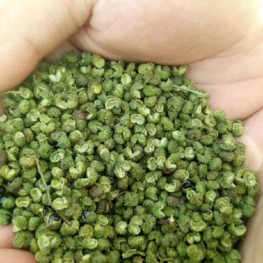  九叶青花椒苗产地批发，大红袍花椒苗，四川汉源贡椒苗，重庆花椒