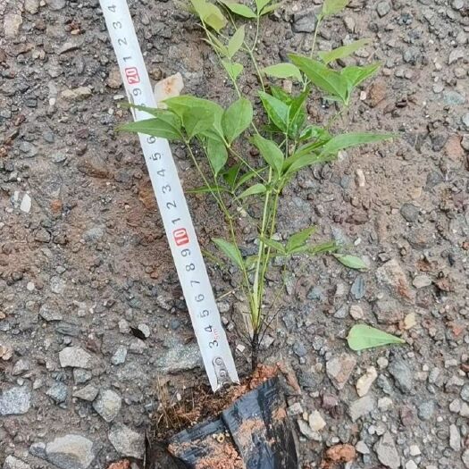 宜良县小袋南天竹