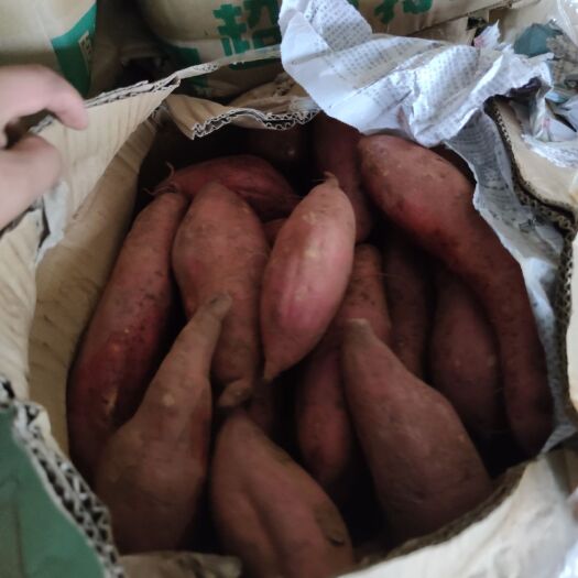 雄县西瓜红中瓜大量现货供应