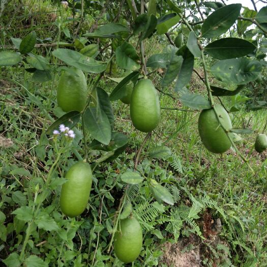 钦州 香水柠檬，果青无大花