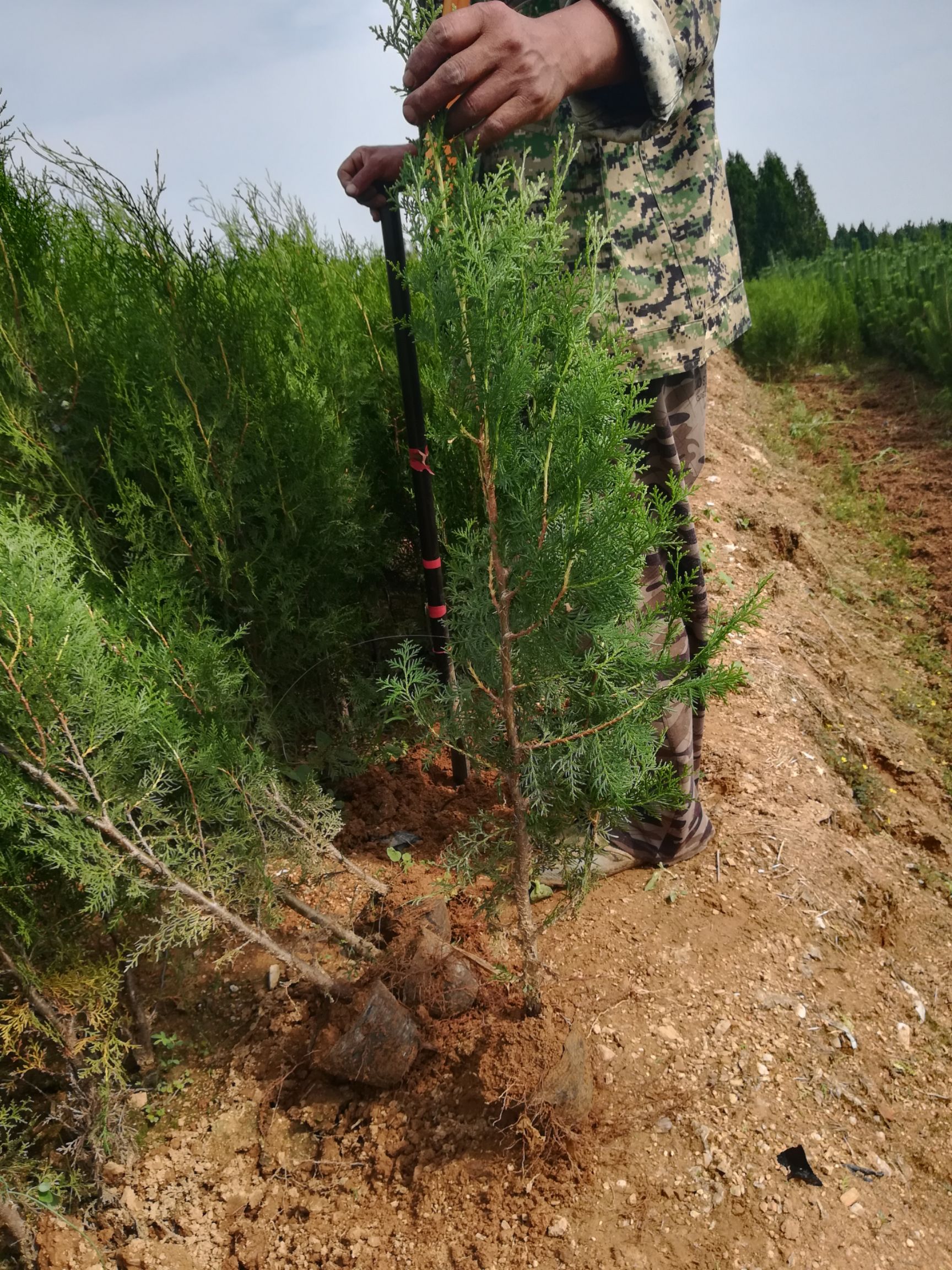 一米以上侧柏