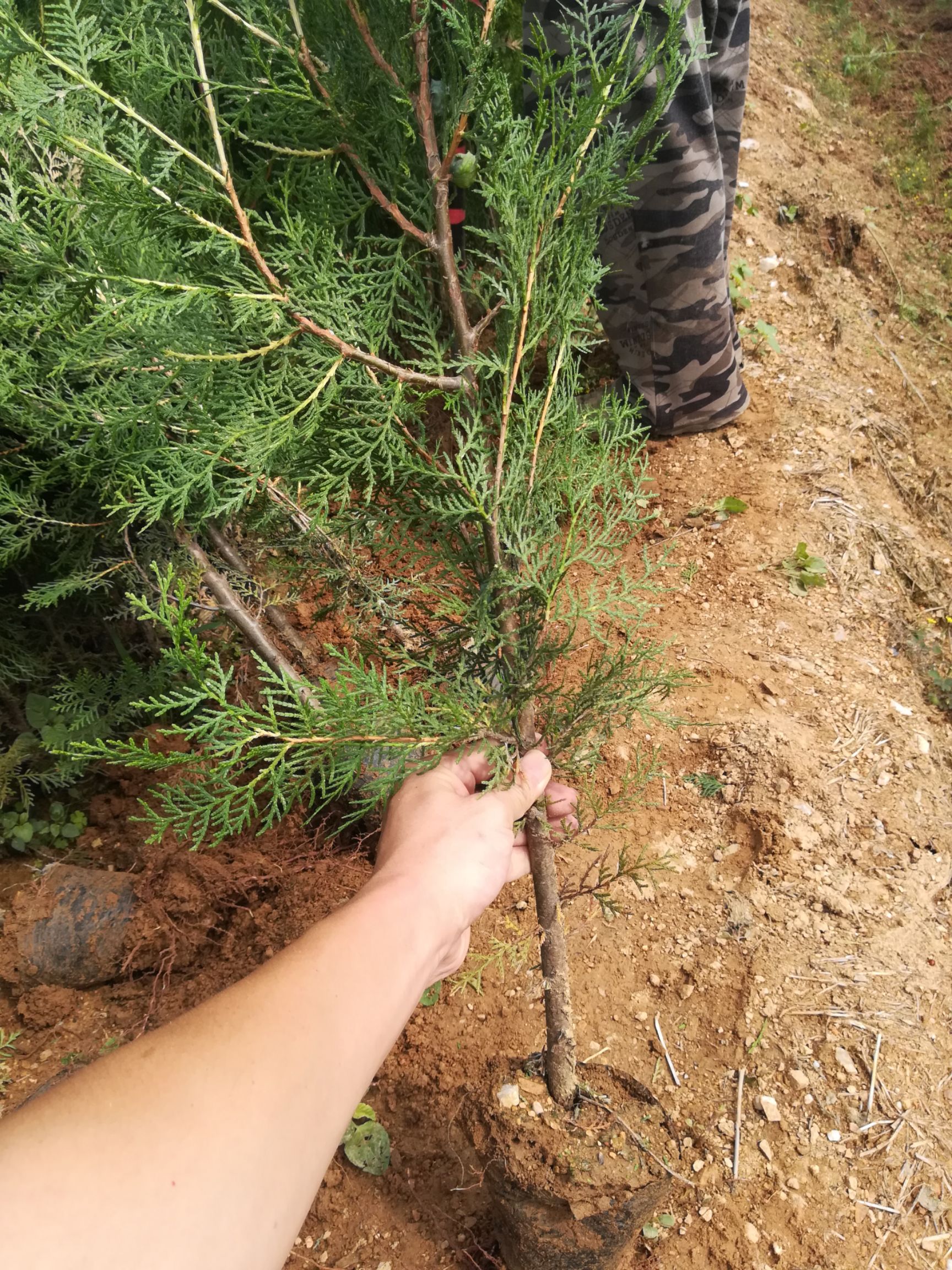 一米以上侧柏