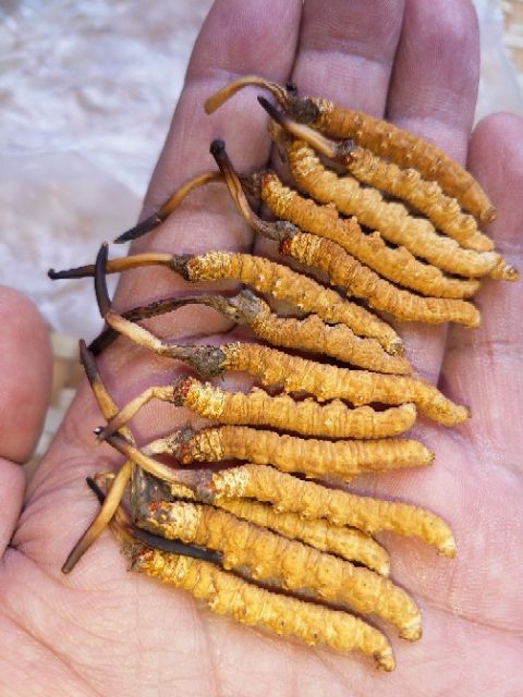 拉萨冬虫夏草  西藏那曲产地直销精选虫草一手货源无断草无牙签草
