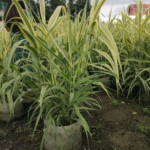 成都 基地出售精品花叶芦竹，花叶芦竹袋苗