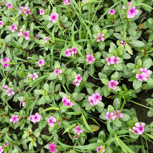 成都 出售精品长春花，长春花杯苗